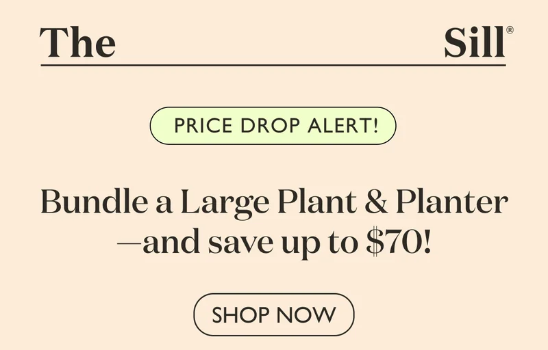 Bundle a Large Plant + Planter and Save