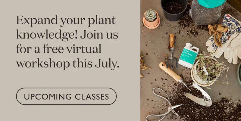 July Workshops and Events