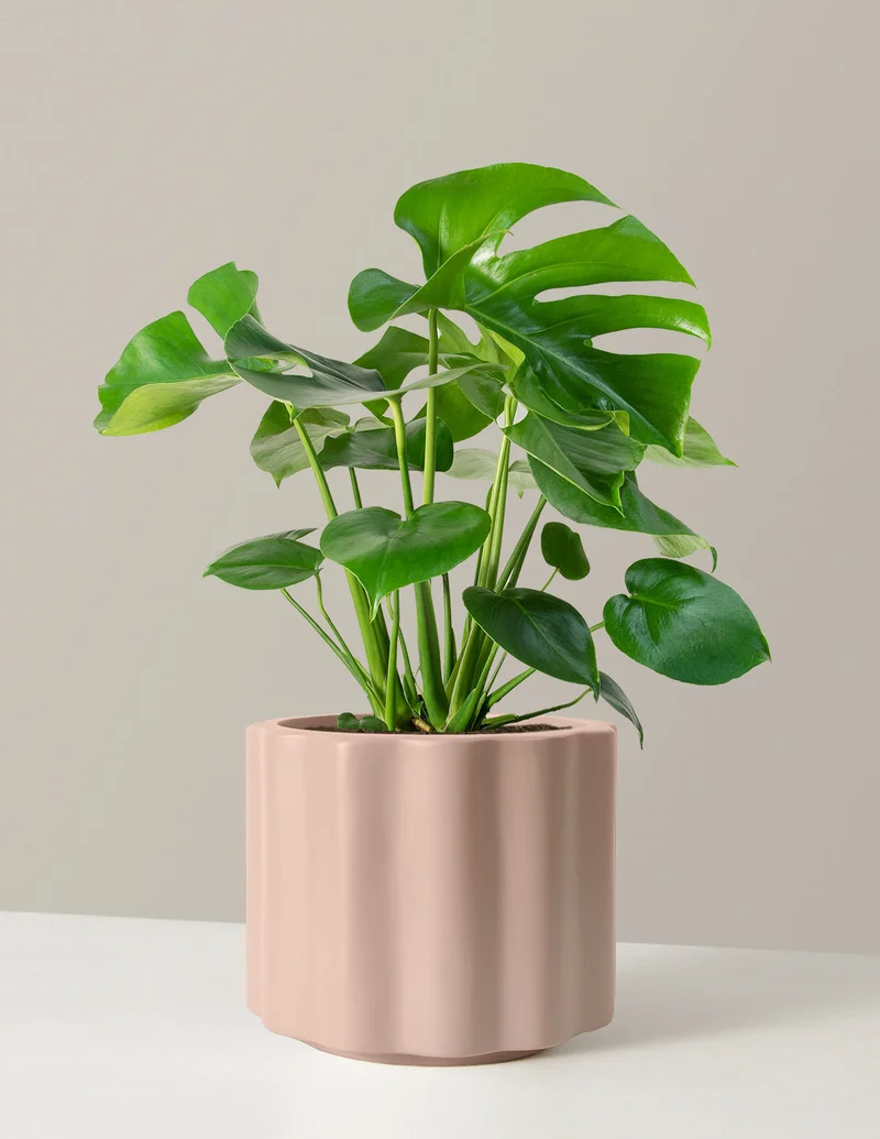 Image of Large Monstera Deliciosa
