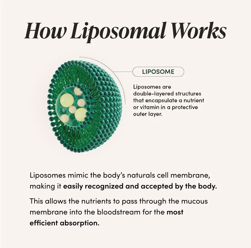How It Liposomal Works Liposomes are double-layered structures that encapsulate nutrients.   They mimic the body’s naturals cell membrane, making it easily recognized and accepted by the body.   This allows the nutrients to pass through the mucous membrane into the bloodstream for the most efficient absorption.