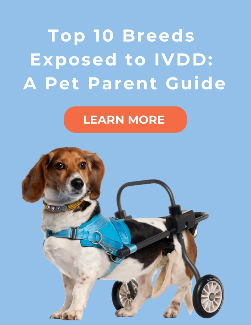 breeds exposed to ivdd