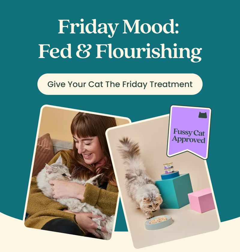 Give Your Cat The Friday Treatment