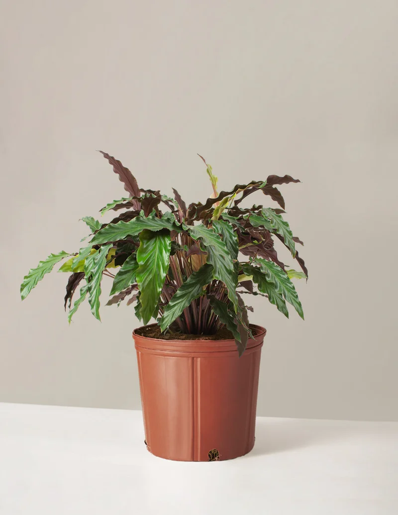 Image of Large Calathea Wavestar