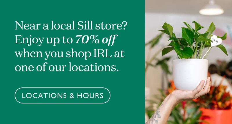 Near a local Sill store? Enjoy up to 70% off when you shop IRL at one of our locations.