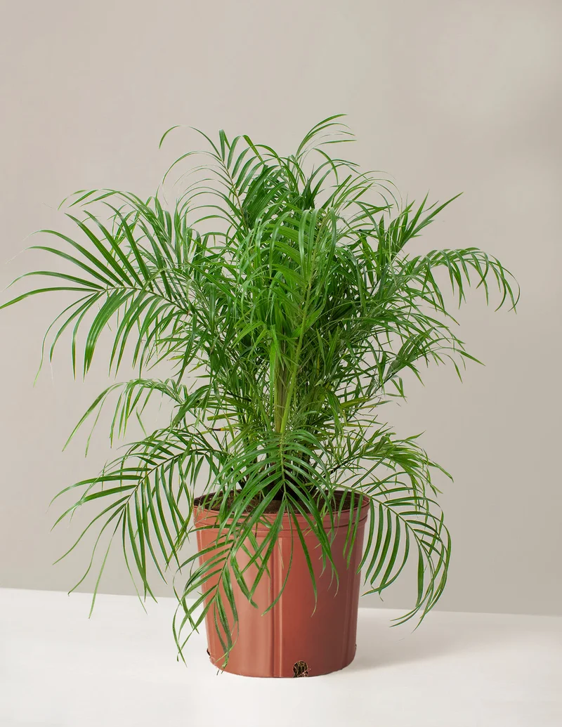 Image of Large Pygmy Date Palm