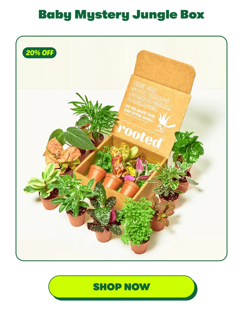 Baby Mystery Jungle Box [SHOP NOW]