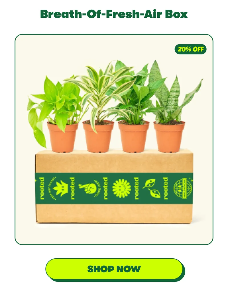 Breath-Of-Fresh-Air Box [SHOP NOW]
