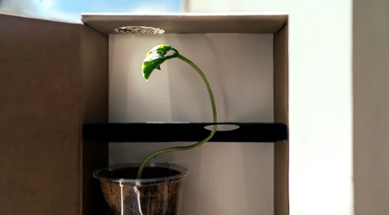 A plant with leaves reaching upward, growing through a homemade cardboard maze designed to encourage growth toward light. The text reads, ''Plant Maze – Watch the plant grow around obstacles toward the light.''