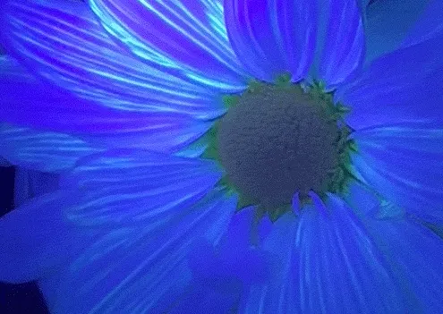 A mesmerizing time-lapse GIF of a flower with blue dye spreading through its petals, showcasing how flowers drink water. The text reads, ''DIYs you have to see to be-leaf – See how flowers drink with a secret ingredient you already have at home!''