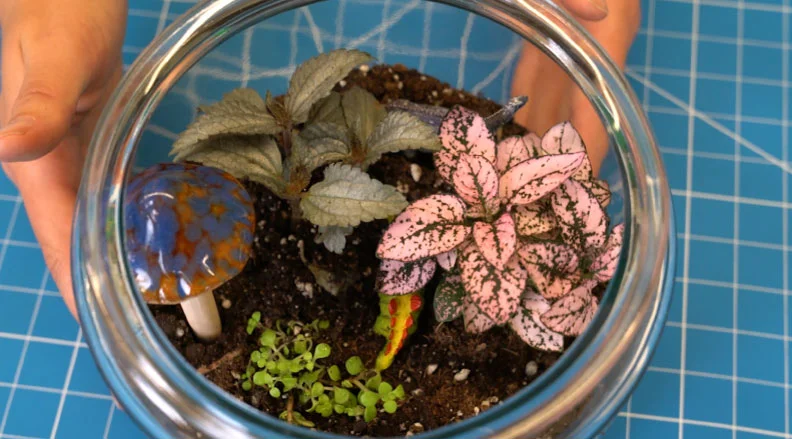 A close-up of a glass bowl terrarium filled with soil, moss, and small plants. The text reads, ''Make a Terrarium – Create a mini world that can survive on its own.''