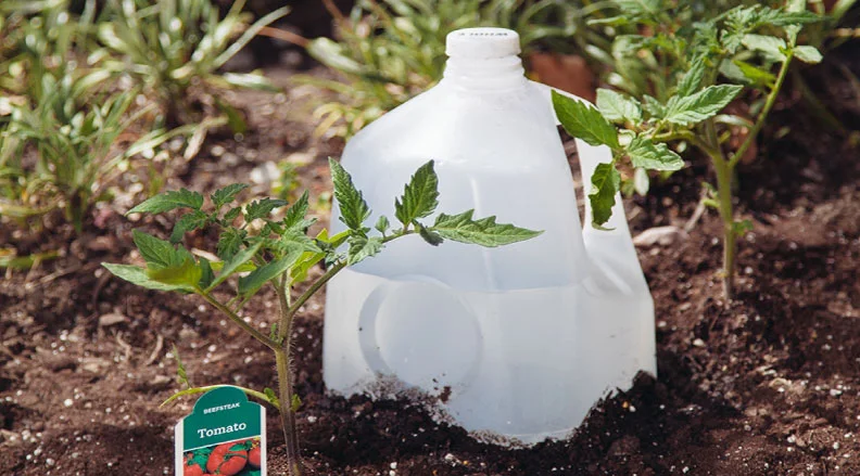 A simple DIY watering system made from a repurposed milk jug with a small drip spout, set in a veggie garden. The text reads, ''Water Dripper – Create an easy watering system for a veggie garden.''