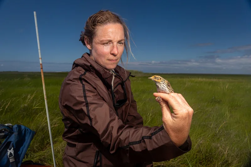 A technician holds the saltmarsh sparrow.