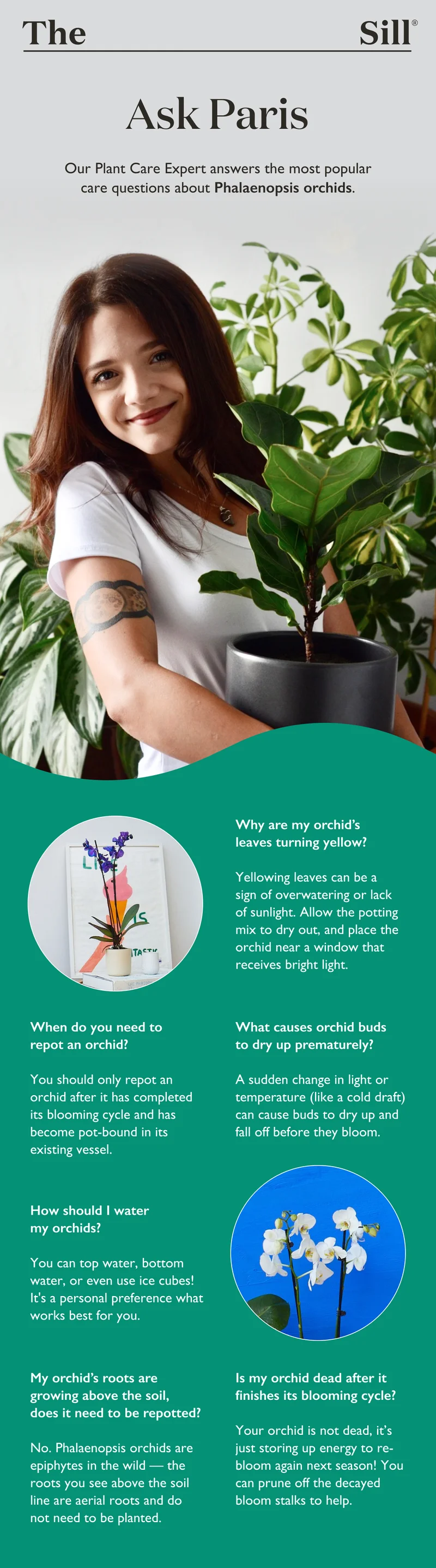 Ask Paris: Our Plant Care Expert answers the most popular care questions about Phalaenopsis orchids.