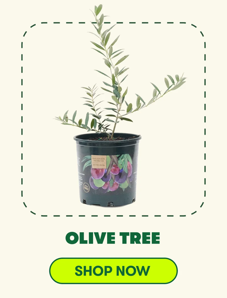 Olive Tree [ADD TO CART]