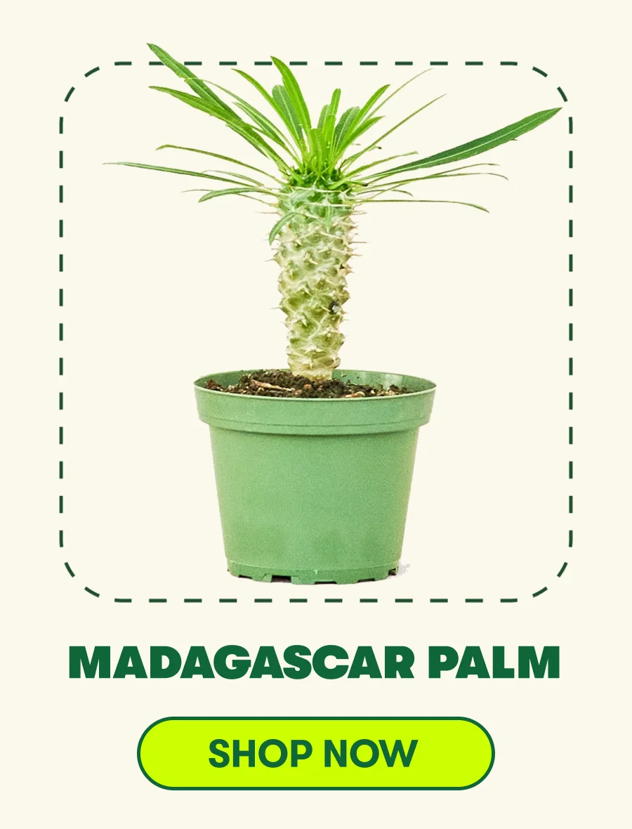 Madagascar Palm [ADD TO CART]