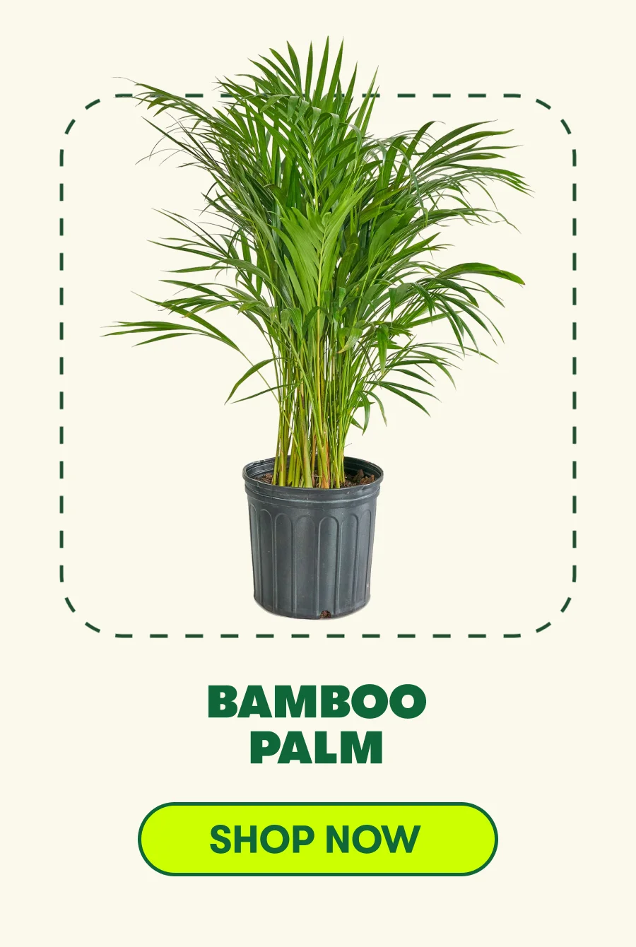 Bamboo Palm [ADD TO CART]