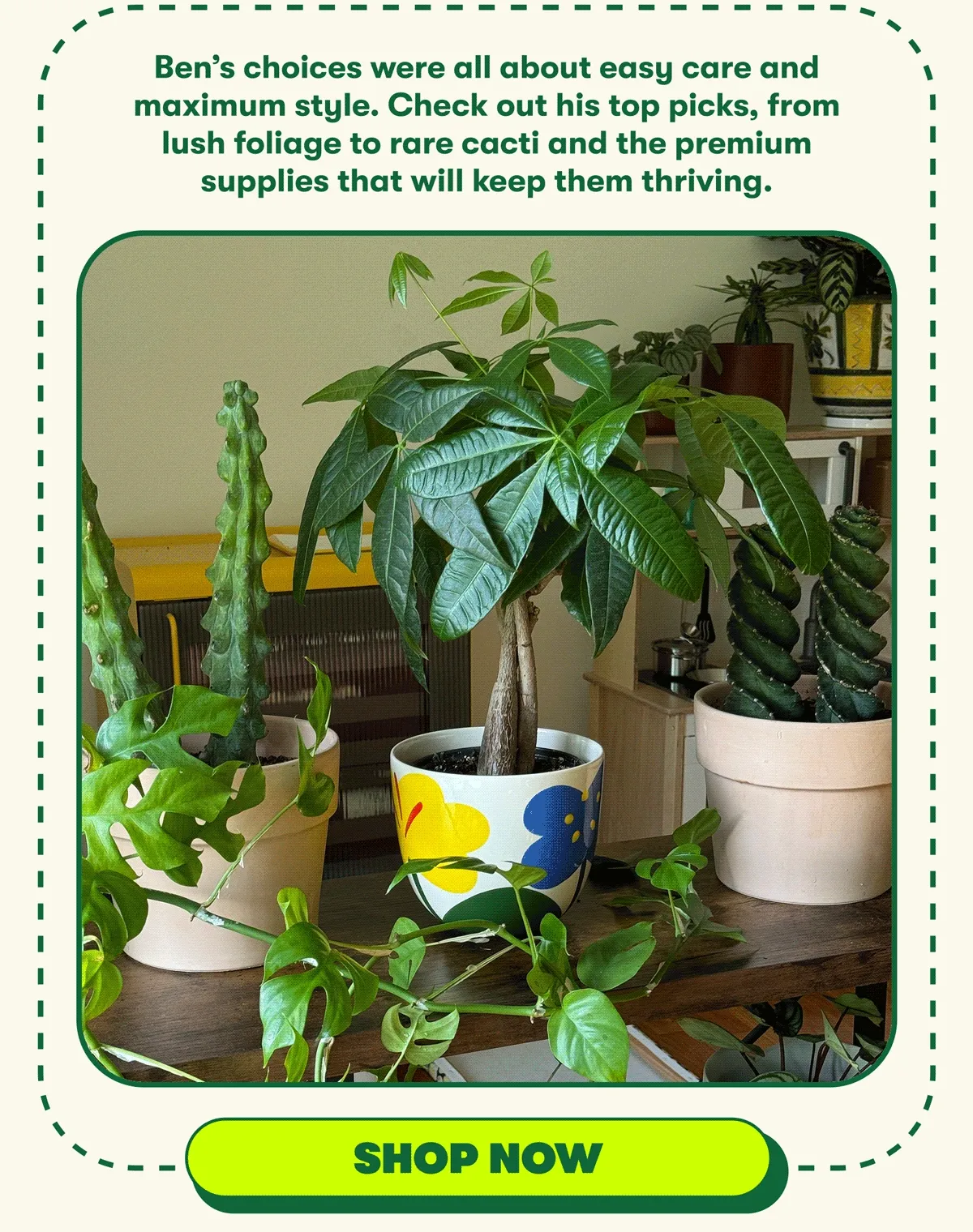 Ben’s choices were all about easy care and maximum style. Check out his top picks, from lush foliage to rare cacti and the premium supplies that will keep them thriving. [SHOP NOW]