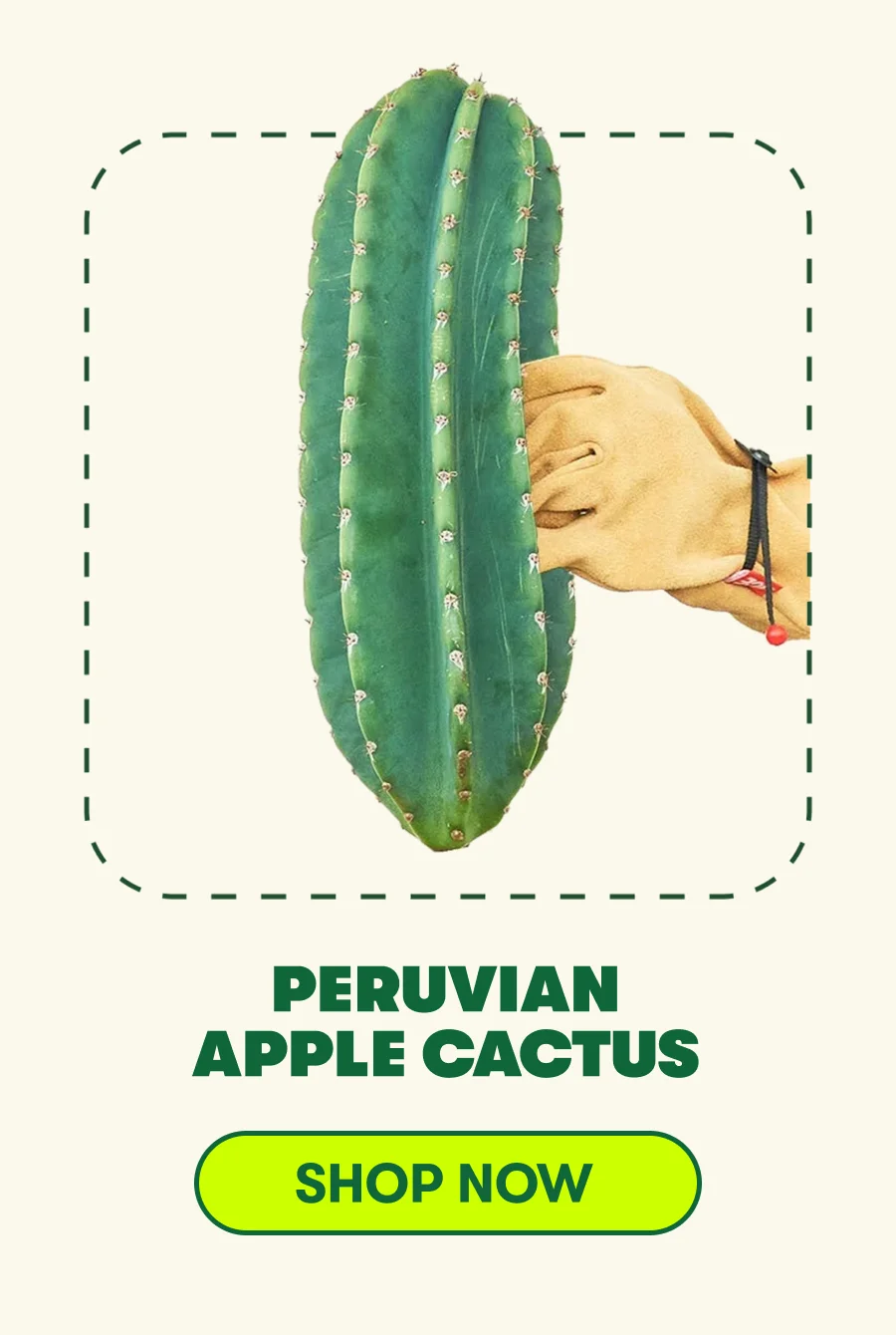 Peruvian Apple Cactus [ADD TO CART]