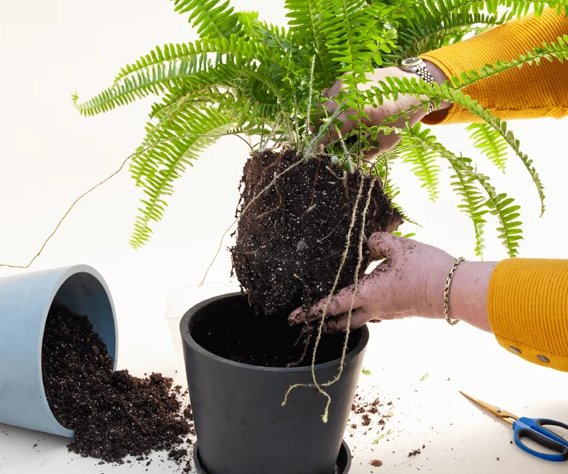 plant removed from pot