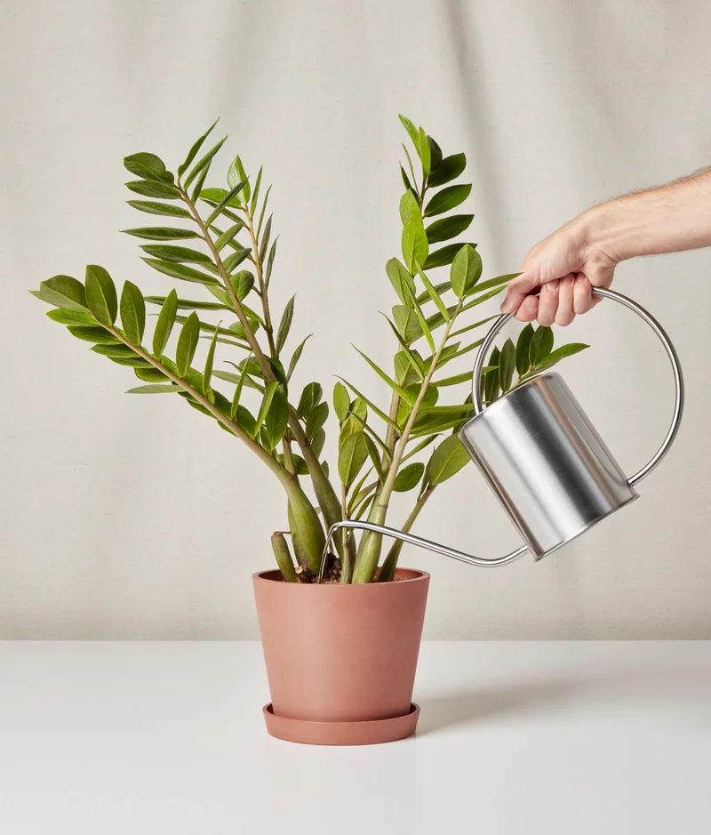 Image of Spring Plant Care Bundle