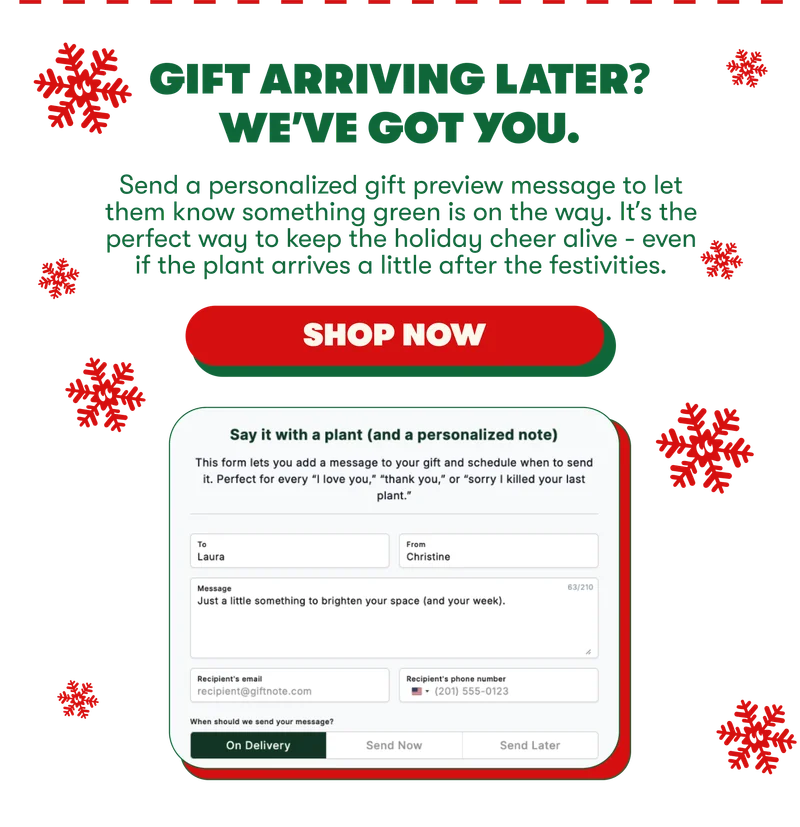 shop now