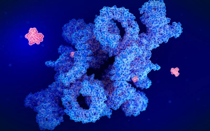 Rapamycin (red) inhibits a protein complex called mTORC1 (mammalian target of rapamycin complex 1, blue). It is mainly used to prevent rejection in organ transplantation, but some people are taking the drug for possible anti-aging benefits. So far, those benefits have not been proven in humans.