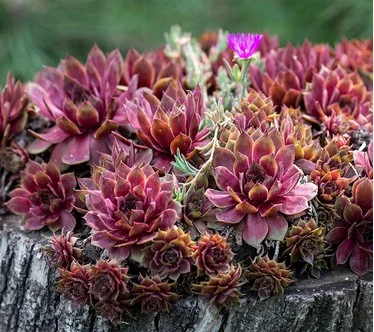Ships 3/23/26 Roberta's 6pc Hardy Hens & Chicks Live Plants
