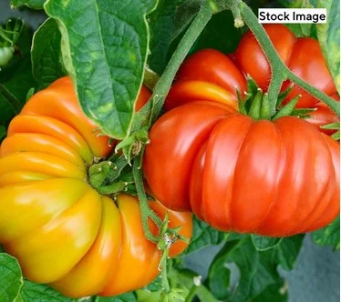 Ships 5/11/26 Cottage Farms 4pc Big &Tasty Tomatoes Fertilizer