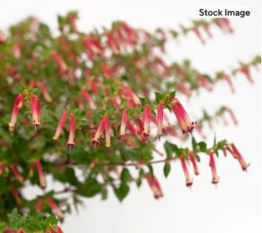 Ultimate Innovations_3pc Hummingbird Magnet Cuphea Live Plants
