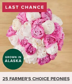 Flowers At a Great Price