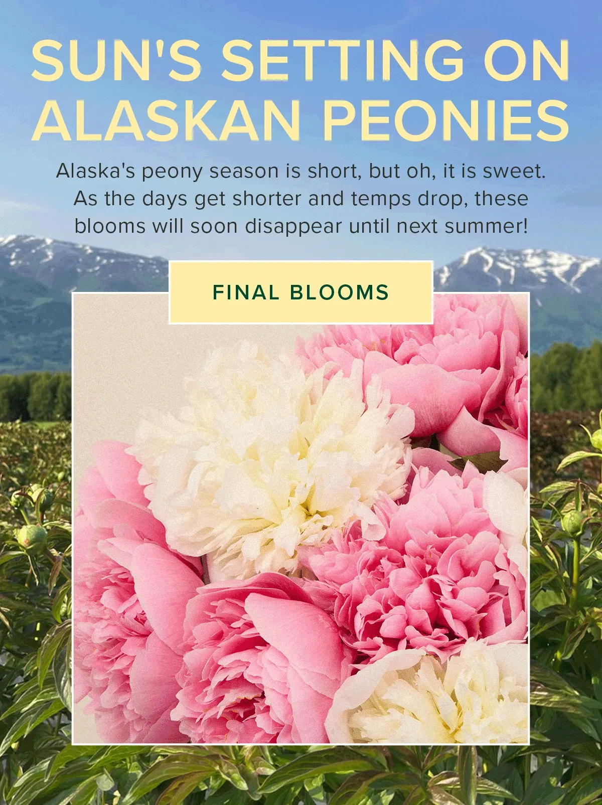 Sun's Setting on Alaskan Peonies! Alaska's peony season is short, but oh, it is sweet. As the days get shorter and temps drop, these blooms will soon disappear until next summer!