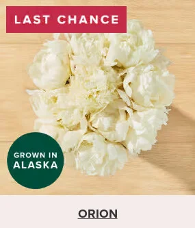 Flowers At a Great Price