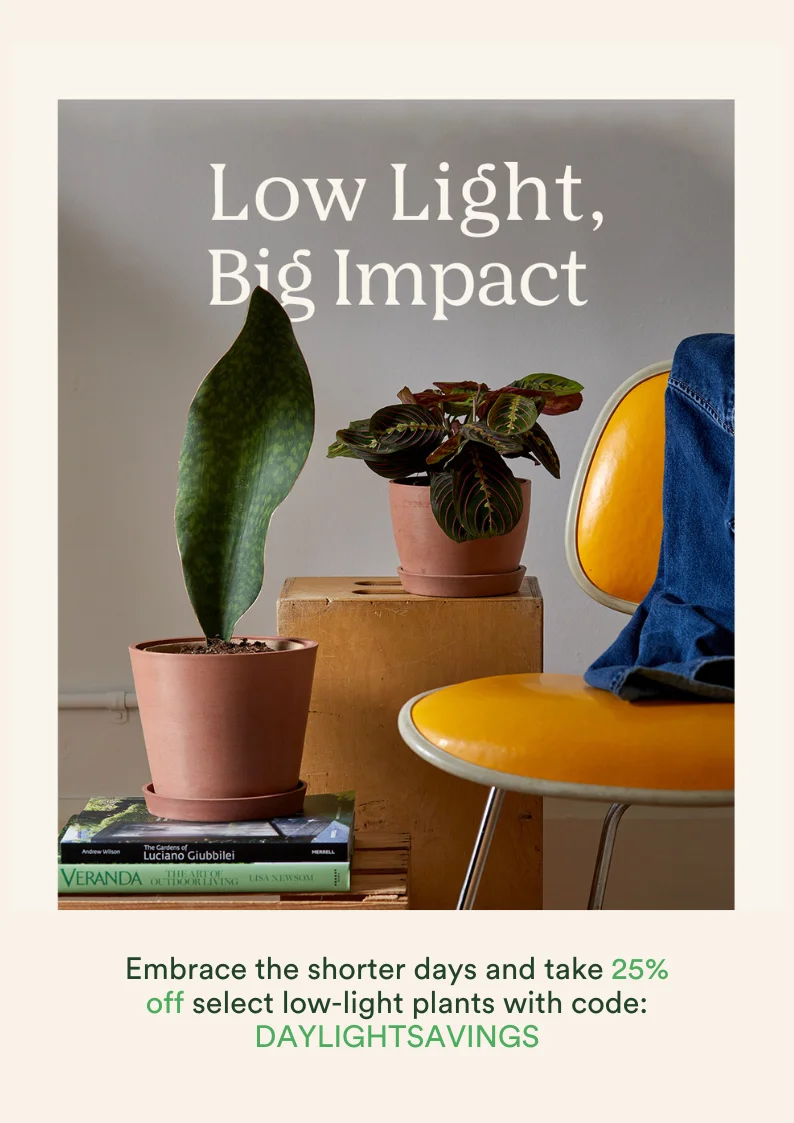 save 25% on lowlight plants with code daylightsavings