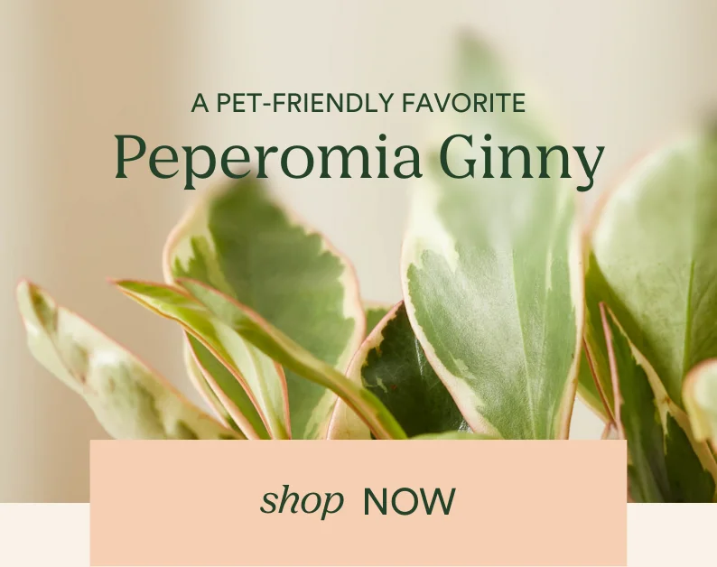 shop peperomia ginny