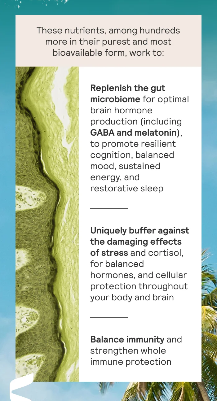 These nutrients, among hundreds more in their purest and most bioavailable form, work to:  Replenish the gut microbiome for optimal brain hormone production (including GABA and melatonin), to promote resilient cognition, balanced mood, sustained energy, and restorative sleep  Uniquely buffer against the damaging effects of stress and cortisol, for balanced hormones, and cellular protection throughout your body and brain  Balance immunity and strengthen whole immune protection