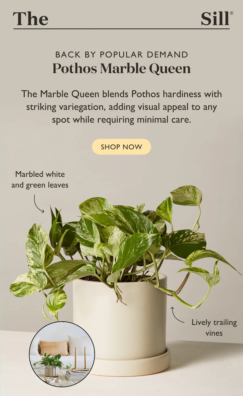 The Marble Queen blends Pothos hardiness with striking variegation, adding visual appeal to any spot while requiring minimal care.