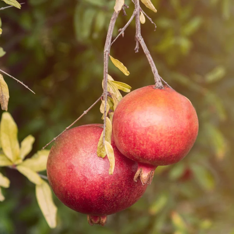 Image of Cold Hardy Red Pomegranate