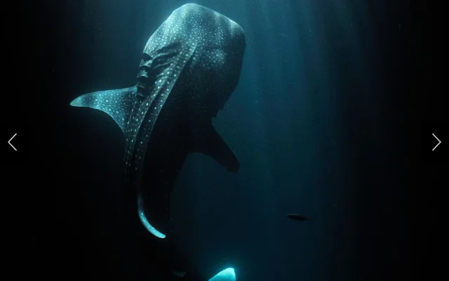 Fishermen’s lights in Djibouti attract plankton and a young whale shark to the water’s surface.