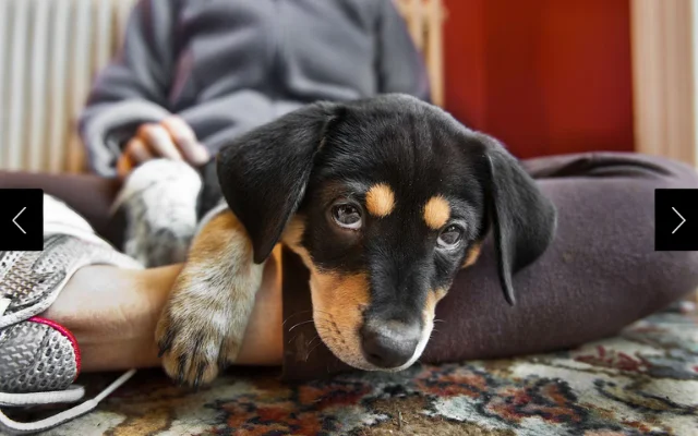 A female mixed-breed puppy rests on a woman's leg.