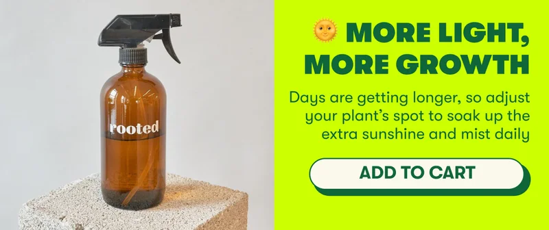 🌞 More Light, More Growth – Days are getting longer, so adjust your plant’s spot to soak up the extra sunshine and mist daily  [ADD TO CART]