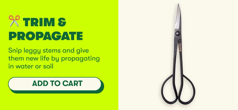 ✂️ Trim & Propagate – Snip leggy stems and give them new life by propagating in water or soil  [ADD TO CART]