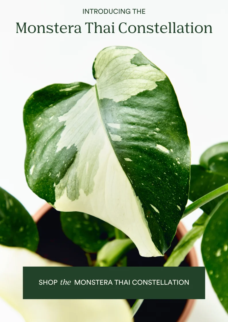 shop the monstera thai