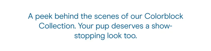 A peek behind the scenes of our Colorblock Collection. Your pup deserves a show-stopping look too.