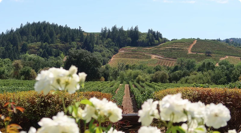 Napa Valley
