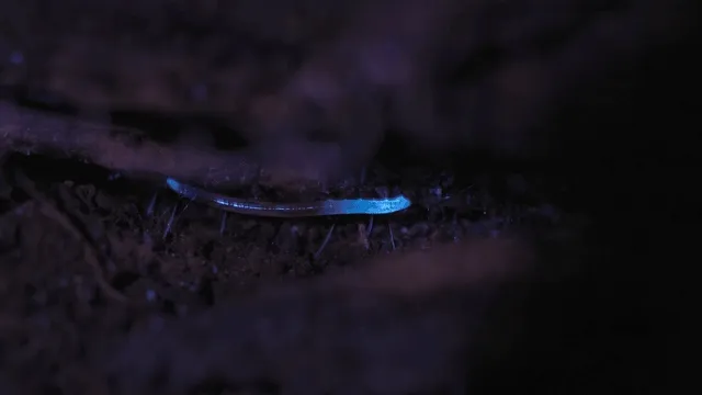 Moving GIF of a glowworm with luminescent blue tips.