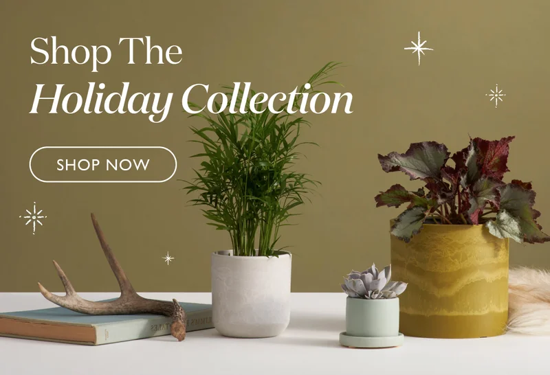 Decorating or gifting? Shop The Holiday Collection ...