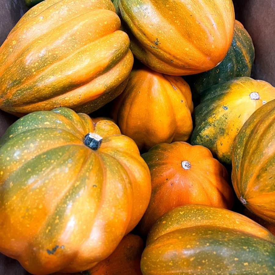 Acorn Squash