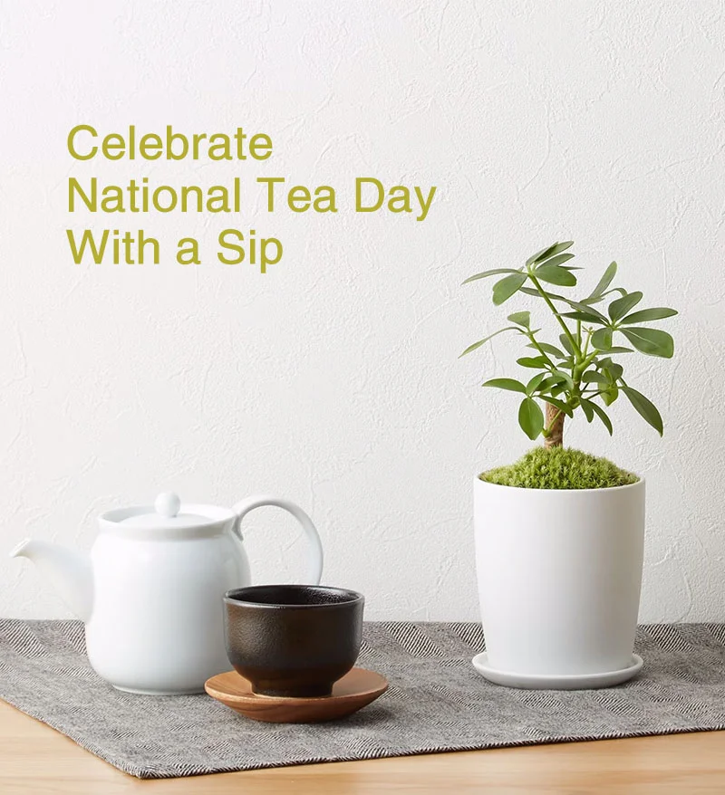 Shop Our Teaware For National Tea Day!