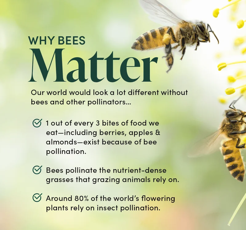 Why Bees Matter        Our world would look a lot different without bees and other pollinators…       1 out of every 3 bites of food we eat—including berries, apples & almonds—exist because of bee pollination.         Bees pollinate the nutrient-dense grasses that grazing animals rely on.  Around 80% of the world’s flowering plants rely on insect pollination.