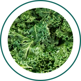 Kale
